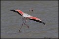 _9SB1343 greater flamingo